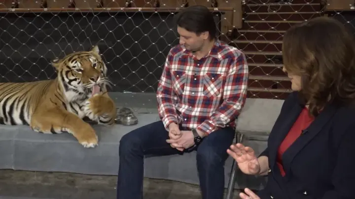 Глава Росгосцирка оценил стоимость содержания одного тигра в 50 млн рублей