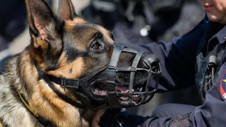 В Свиблово служебная собака учуяла взрывчатку в припаркованной легковушке