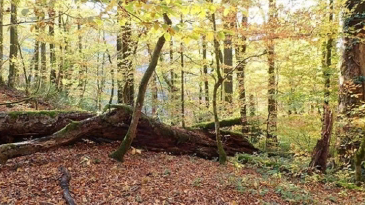 В Сочи женщина на тропе, ведущей к водопаду «Пасть дракона», получила травму ноги