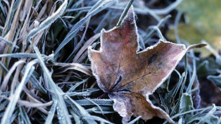 На Кубани ближе к выходным похолодает до -4