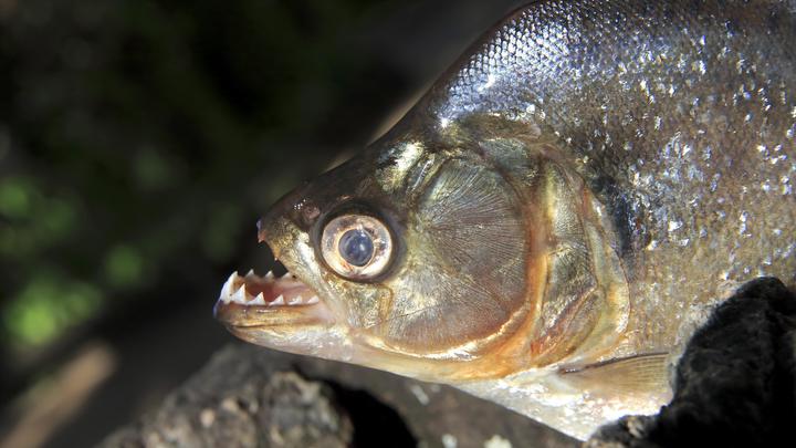 Под Омском домашняя пиранья отгрызла палец годовалому ребенку