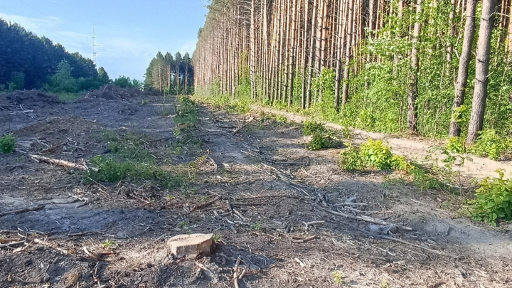 Жителей Берёзовского возмутила массовая вырубка сосняка