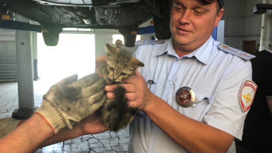 Кот спас котенка. Котенок полицейский. Спасение бездомных котят. Котёнок в полицейской машине.