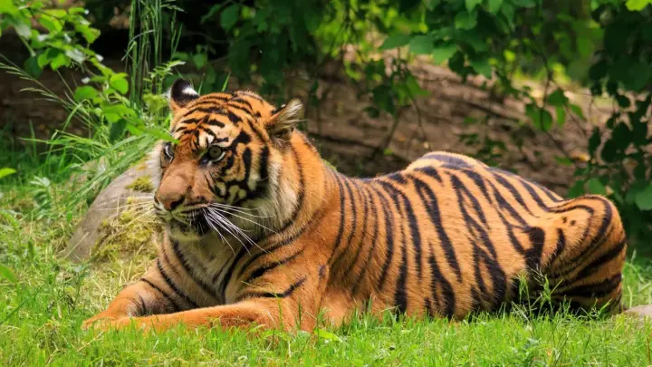 В Приморье поймали тигра-людоеда, убившего охотника в феврале