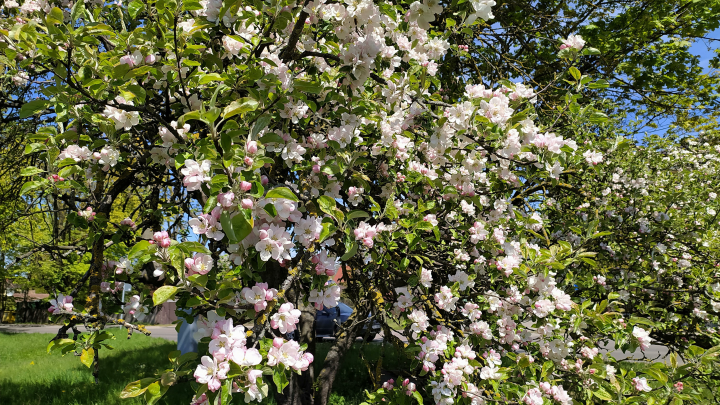 Пора: В России наступила Мавра Рассадница. Что можно и нельзя делать 16 мая - народные приметы, советы дачникам
