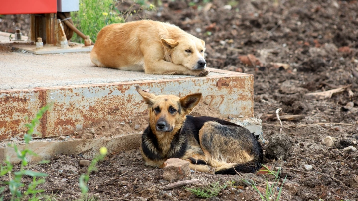 Даже бесплатная стерилизация не поможет: Ветеринар назвала более эффективный способ решить проблему бродячих животных