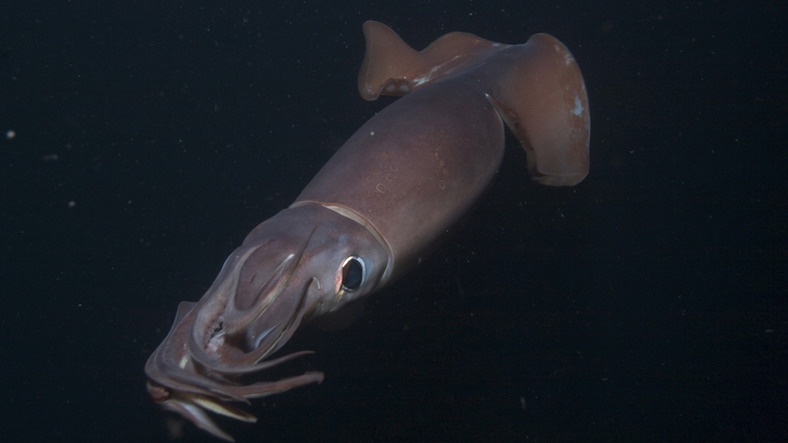 Знаменитое чудовище Кракен существует. Но оно совершенно безобидное