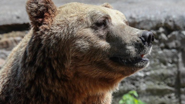 Вышел из спячки, а тут - туристы: Медведь в Сочи не оценил идею фотосессии и погнался за оператором