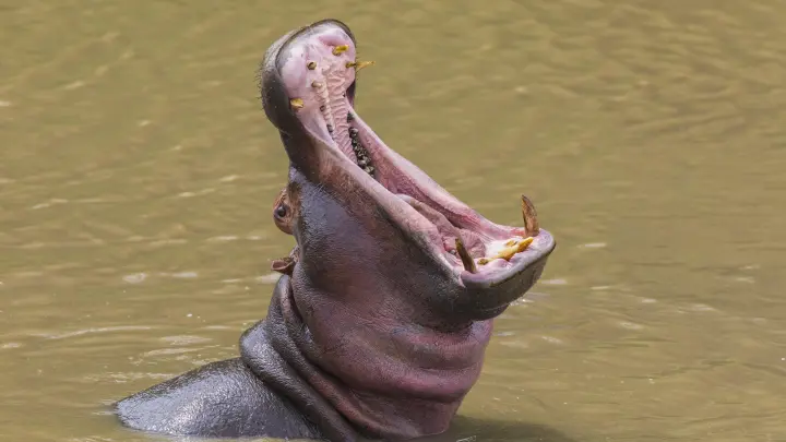 В Замбии американскую туристку растерзал гиппопотам