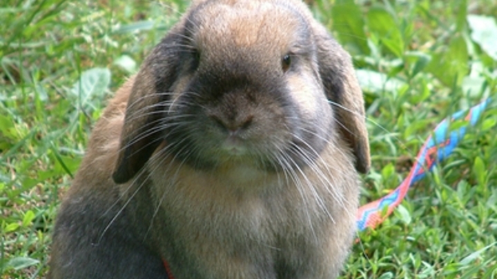 В Курганской области  откроется комплекс по разведению кроликов