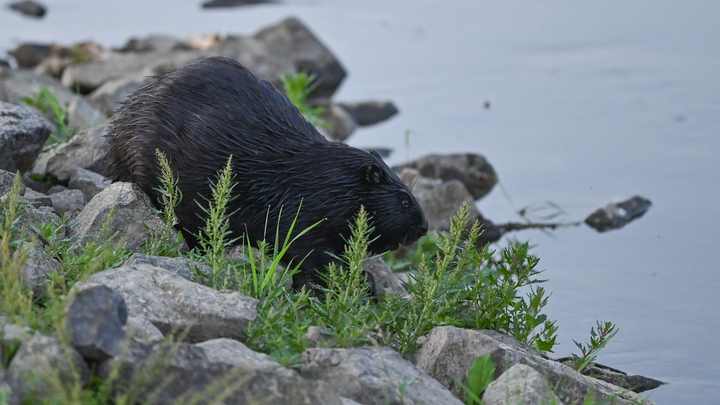 Варшава в панике: Всего одна подпись под договором с Украиной может лишить поляков “подарка Сталина”