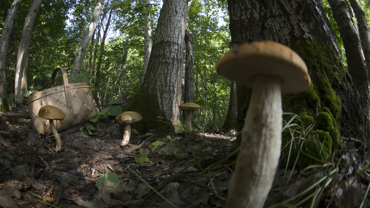 Для русских же главное - грибы: Американцам рассказали, как в России ходят по лесу с ножами