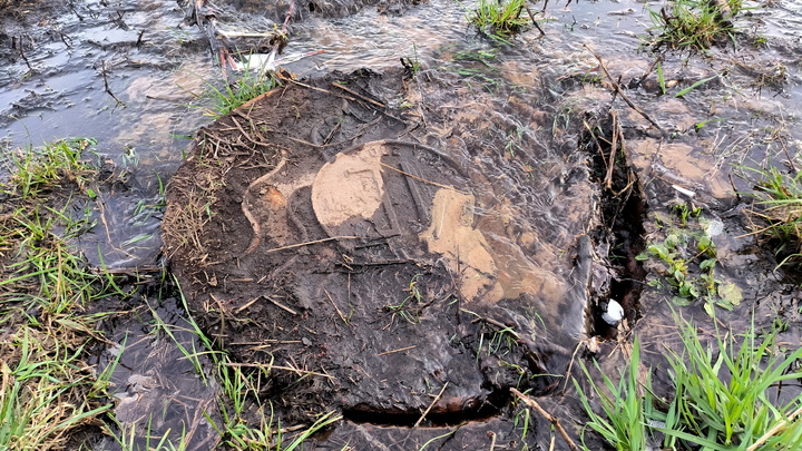В Мурино мужчина несколько часов провёл в ледяной воде, спасая свою таксу из заброшенной канализации