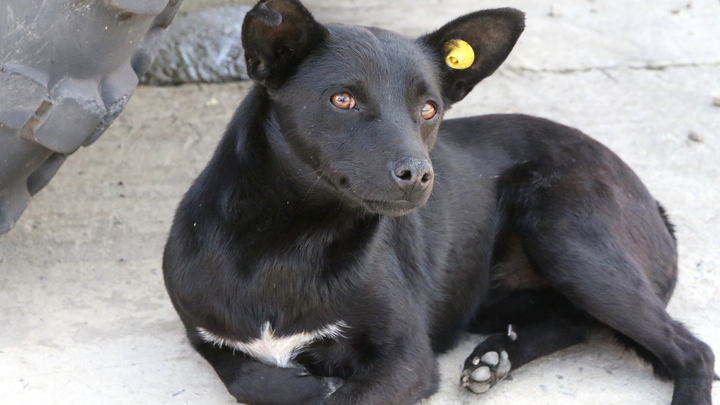 В Краснодаре неизвестные убили трёх котов и четырёх собак, одна из них чипированная