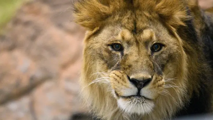 Выжил после атаки льва-людоеда: в сети появились кадры нападения хищника на Олега Зубкова