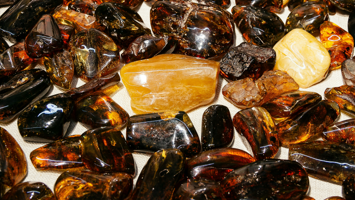 Доисторический пир: В Калининграде нашли янтарь с аккуратно упакованным муравьем-жертвой