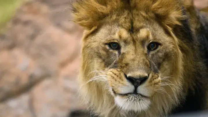 Я скоро буду опять с вами: глава сафари-парка Тайган Зубков написал открытое письмо