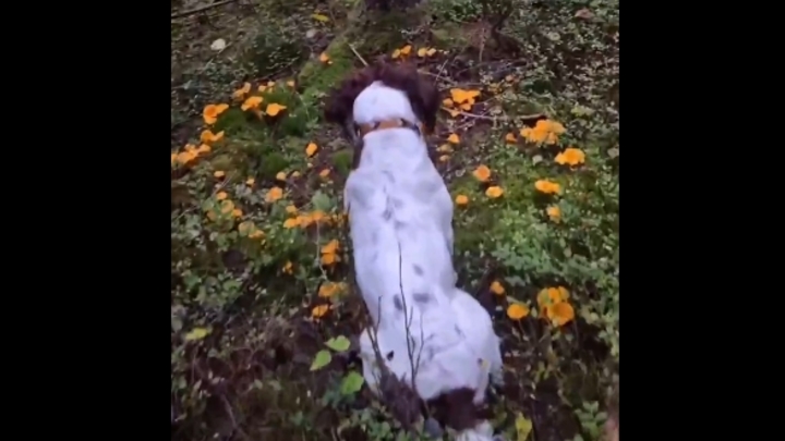 В подмосковном лесу сняли ошеломленную грибами собаку