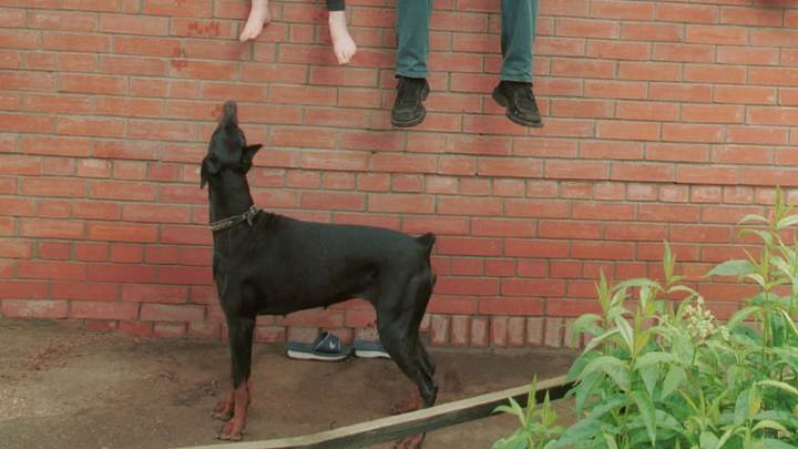 В Краснодара собака напала на прохожего и откусила ему часть ноги