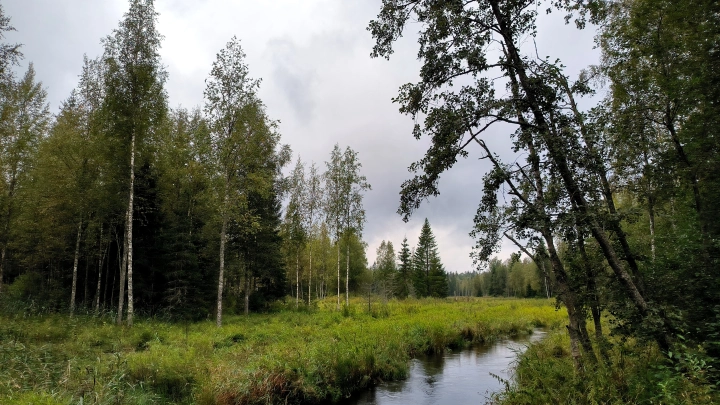 Не били, а заготавливали: День баклушников. Что можно и нельзя делать 17 мая - народные приметы