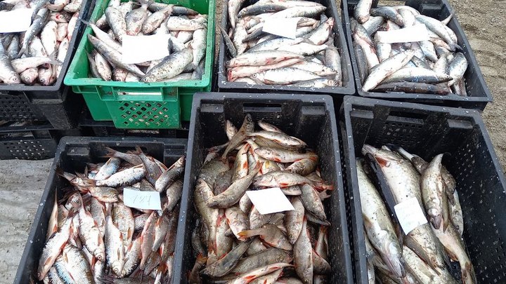 4 браконьера попались с тонной рыбы на озере Аргази в Челябинской области