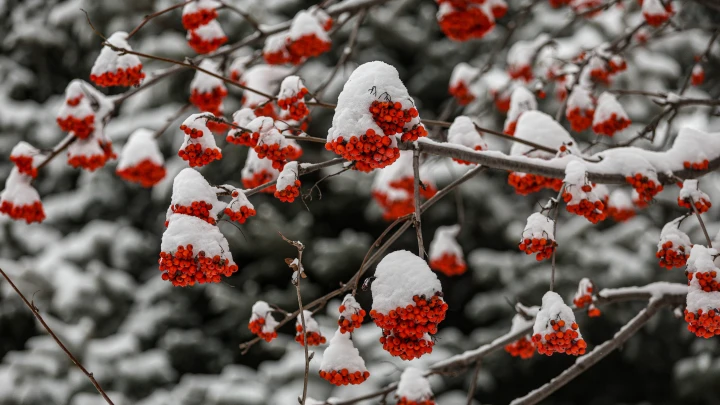 Впереди настоящая русская зима? Климатологи и рябиновая примета дают прогноз