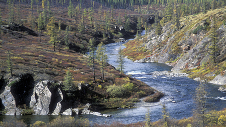 Учёные из Сибири нашли полезные свойства горькуши
