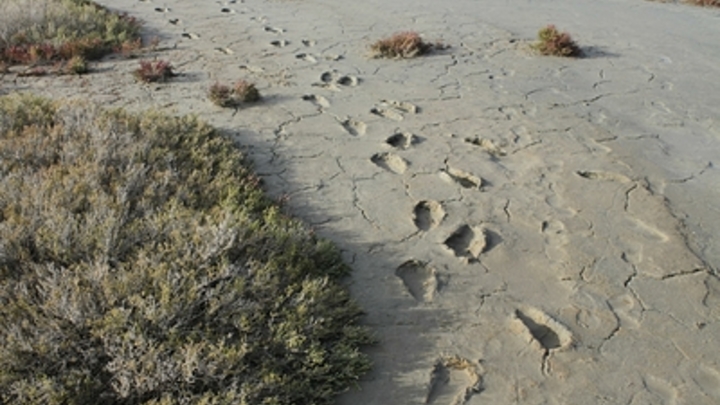 В Анапе начнут производить косметику из водорослей