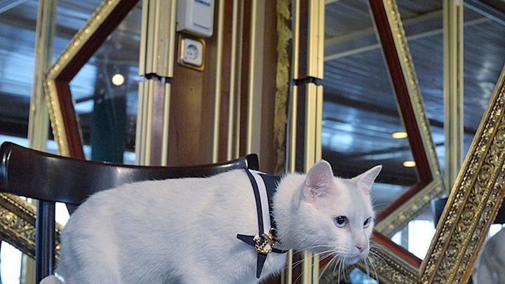 Эрмитажный кот Ахилл предскажет, как закончатся матчи Евро-2020 в Петербурге