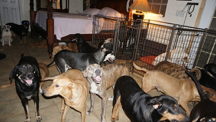Час били и душили проводом: в Уфе ветеринары чудом спасли собаку после пыток живодеров