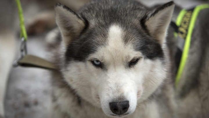 Хаски умер от удушья, проведя 4 часа взаперти в элитном внедорожнике в Екатеринбурге