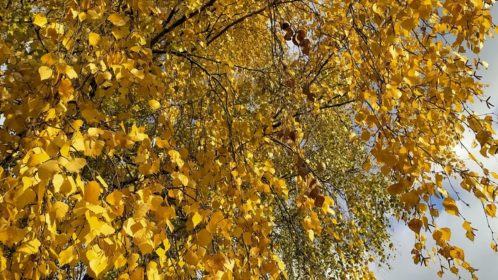 Новосибирцам напомнили приметы и запреты на Людмилин день 29 сентября