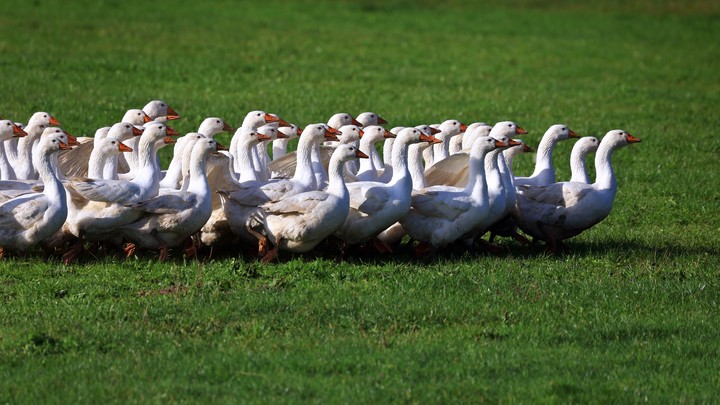 Американский школьник нашёл противораковое вещество в гусином помёте