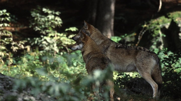 Гаишники гоняли волка по улицам закрытого города в Башкирии: Кадры