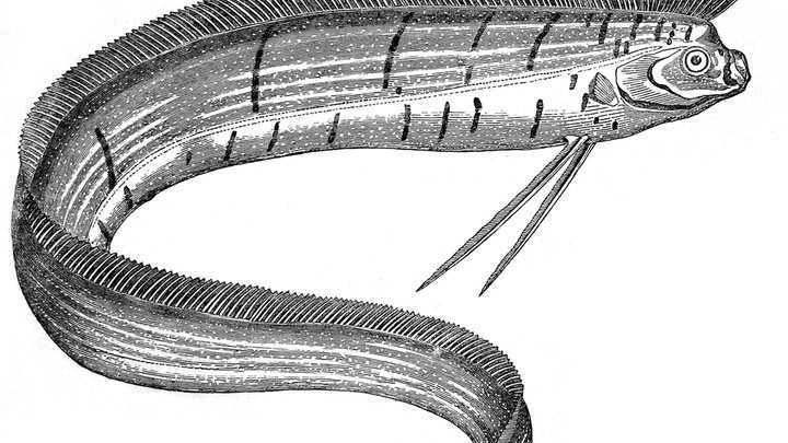 Король-селёдка очень страшный: Пераунцы готовятся к катастрофе