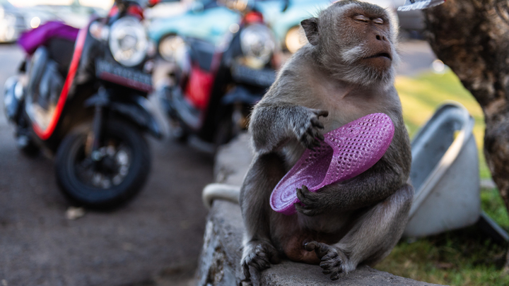 Оспа обезьян распространилась в 30 странах мира: новые случаи заражения
