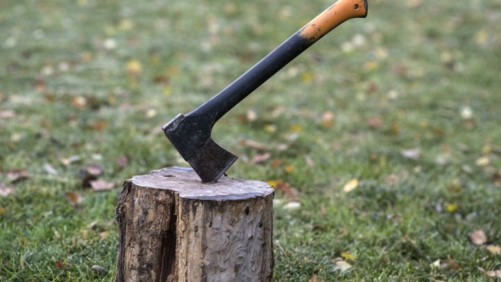 На Кубани лесничий за вознаграждение не составил акт о незаконной вырубке деревьев