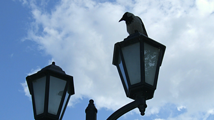 Откуда взялись тучи ворон в Киеве. Орнитолог раскрыла тайну недоброго знамения