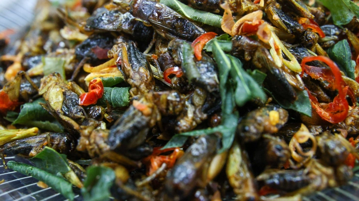 Мука из мух: депутаты против, чтобы насекомые стали частью нашего рациона