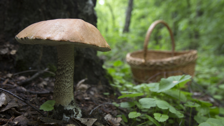 В Подмосковном лесу нашли тело 62-летнего грибника