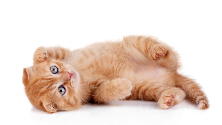 Ничего ты не знаешь, Джон Сноу. Евросоюз объявил русских котят бастардами