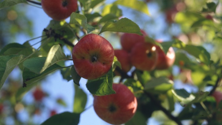 Из-за майских заморозков в России подорожают соки и детское питание