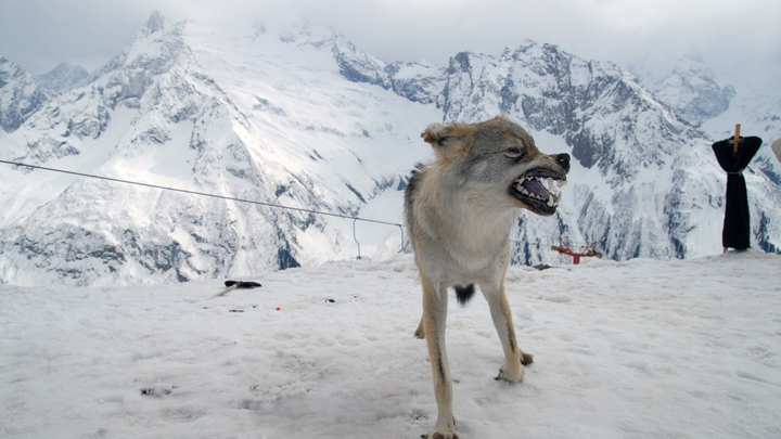 Русский голыми руками задушил волка при нападении. Видео опубликовали журналисты