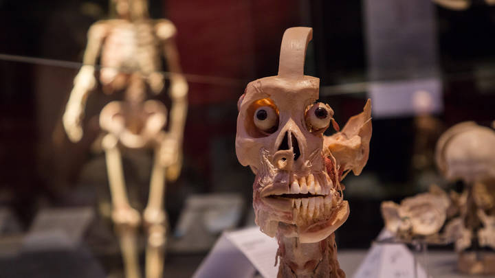 Чувствуется циничная рука: Профессор выдал интригу скандальной выставки Доктора Смерть