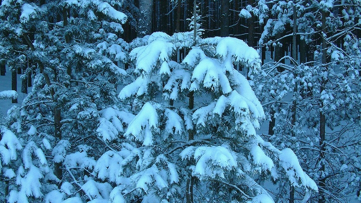 Какой будет погода зимой: Росгидромет дал длинный прогноз