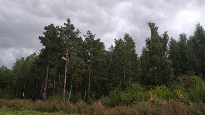Самая зелёная акция: В Московской области высадили 15-миллионное дерево
