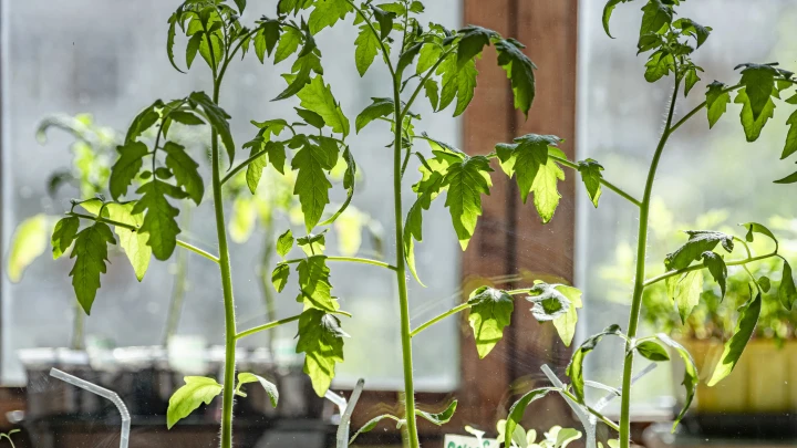 Лунный посевной календарь на 5 февраля: что можно и нельзя делать