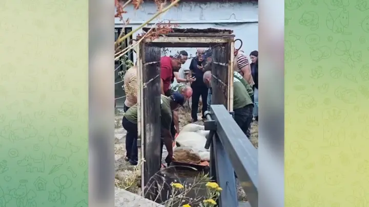 Львица из особняка олигарха Царукяна умерла после обысков и наркоза