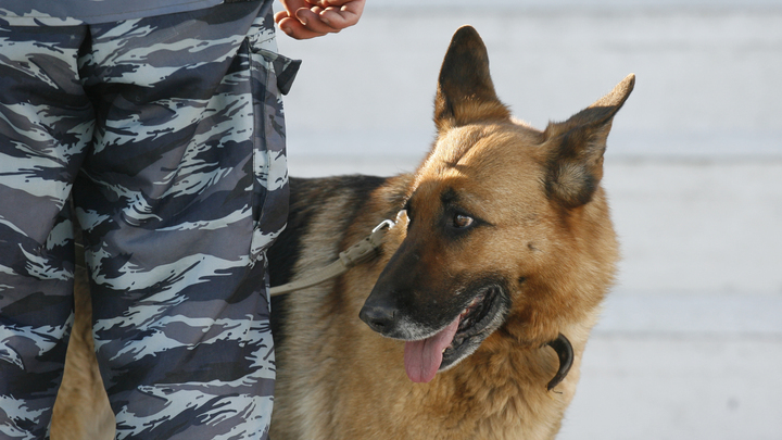 Каждый день пропадают: За год на Кубани объявляли поиск 356 человек