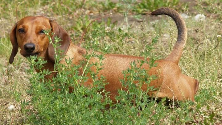 В Ростовской области начнут штрафовать за нарушение правил содержания домашних питомцев